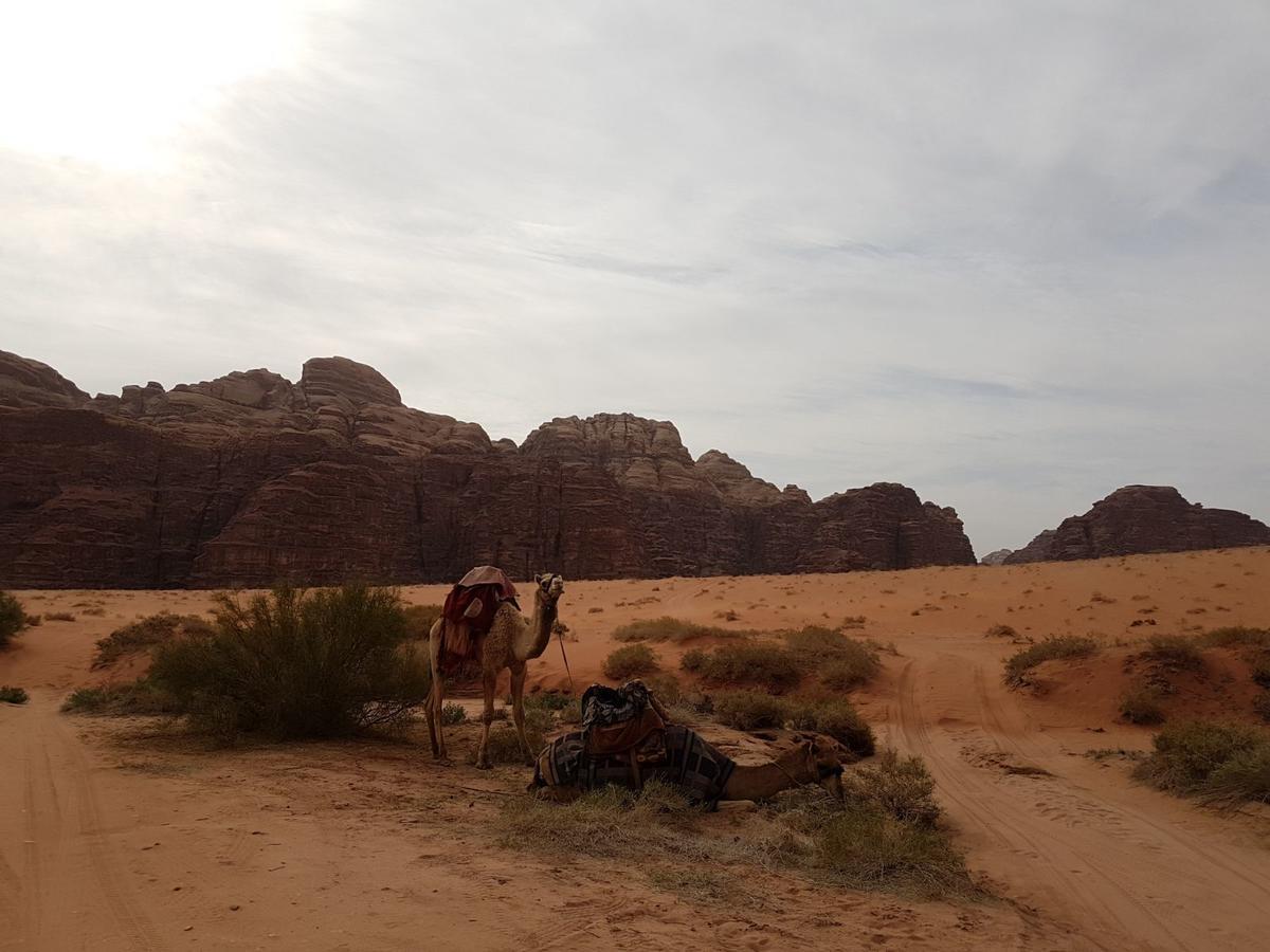 Wadi Rum Nature Tours And Camp Экстерьер фото